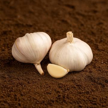 Indian Garlic